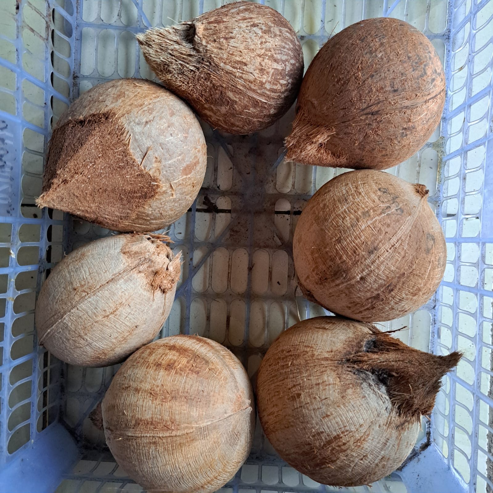 Kelapa Daksina